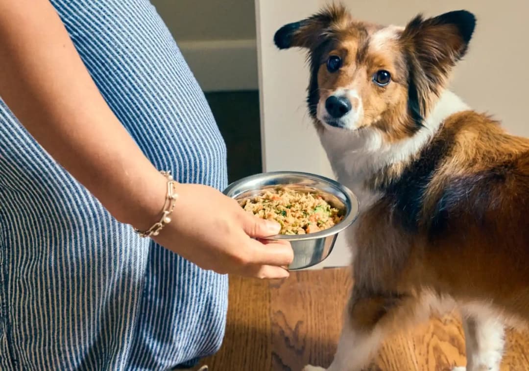 The Farmer’s Dog Review 2026: Is Freshly Made Dog Food Worth the Switch?