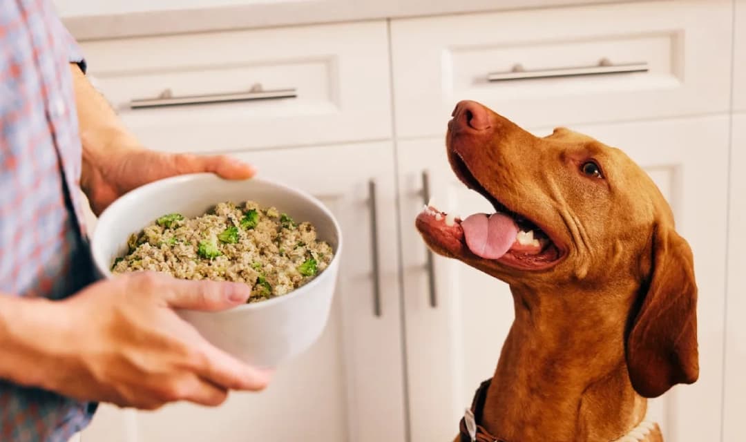 The Farmer's Dog Review: What You Pay After the Trial Ends