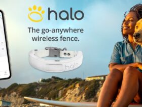 Halo Collar Review